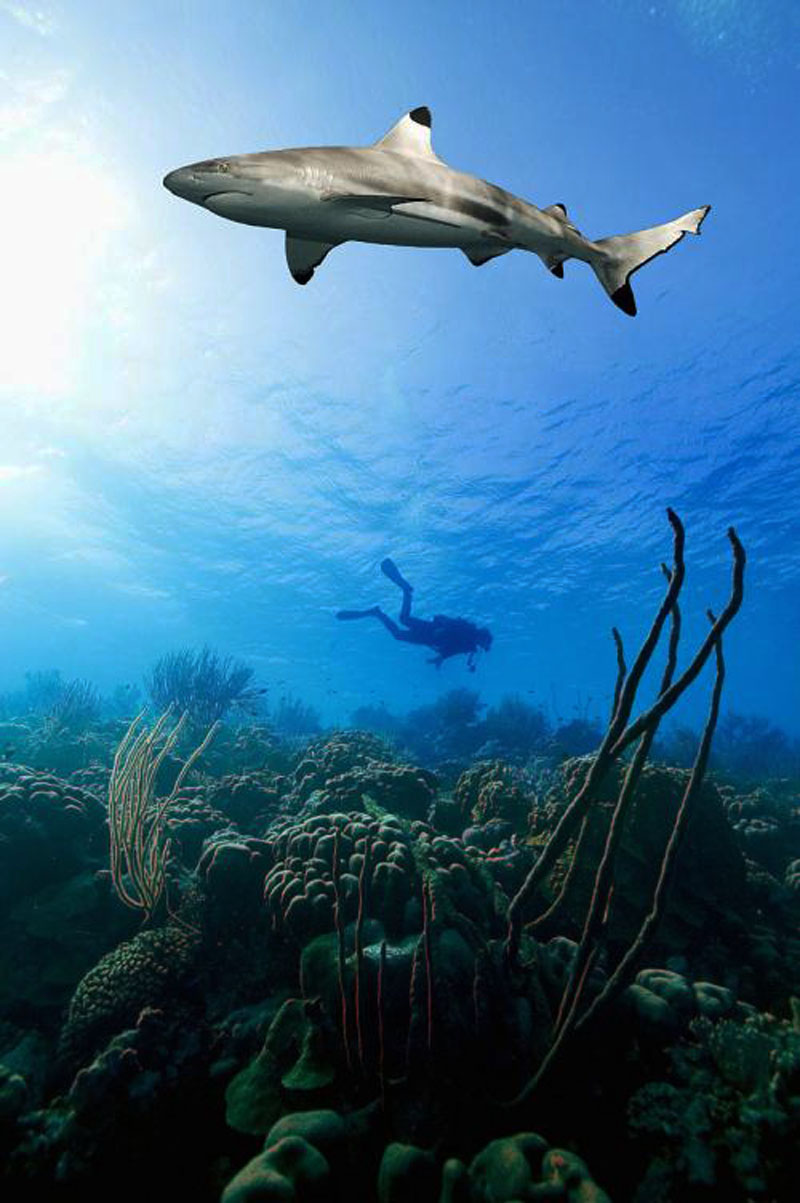 鯊魚為什么不吃潛水員？