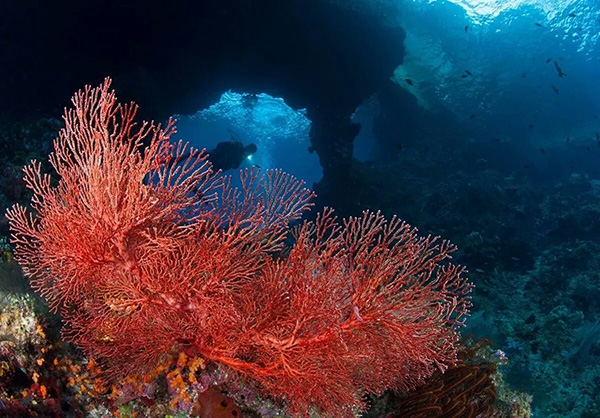 【潛水這艘賊船，這次開往上帝的花園】文章轉(zhuǎn)自/三聯(lián)生活周刊