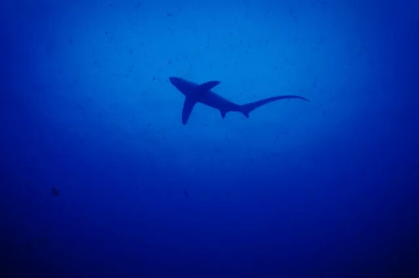 潛水拍照新姿勢(shì)，放下你的剪刀手，我們來這樣拍