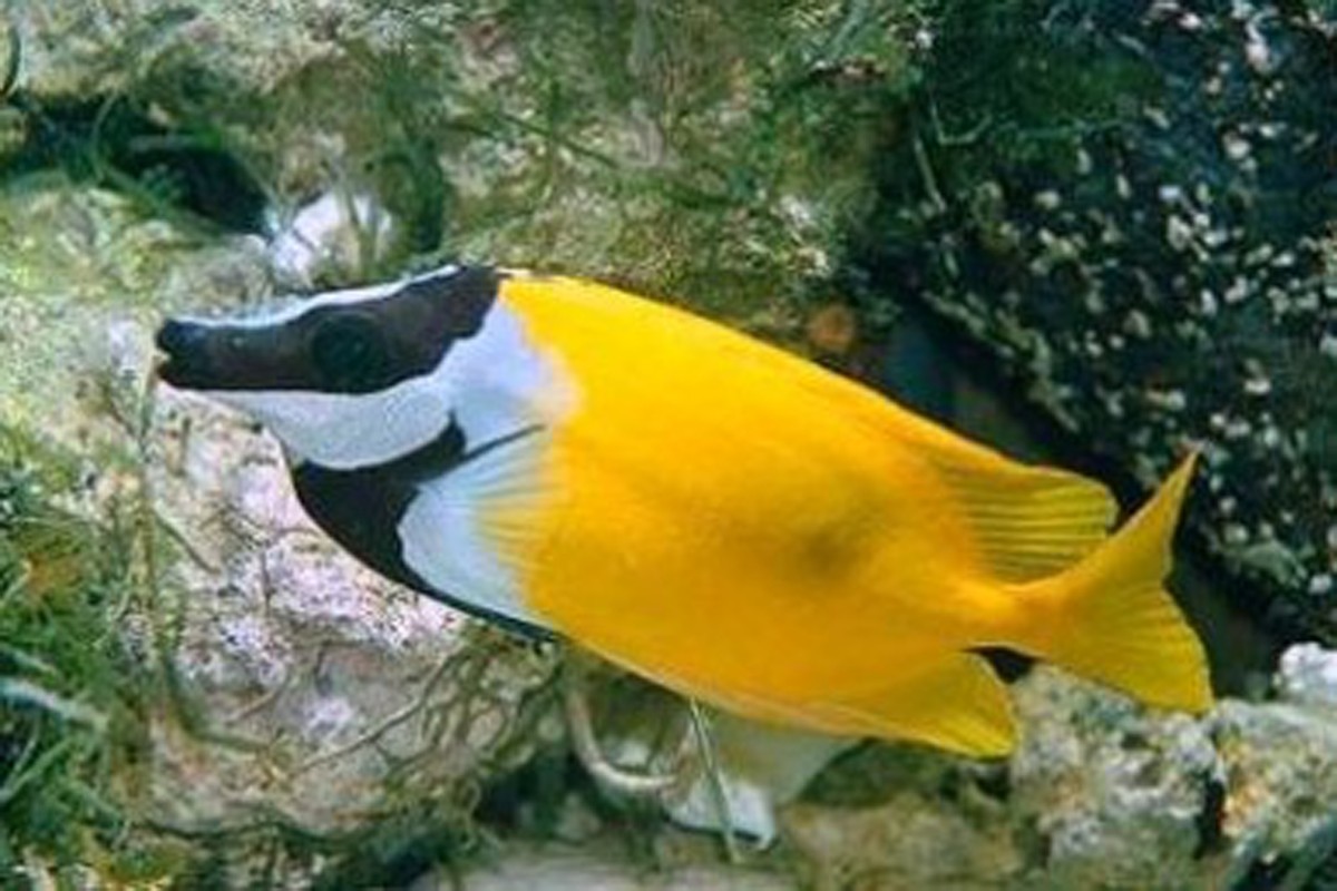狐貍魚(yú)