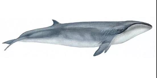 鯨魚(yú)科普-鯨魚(yú)大全送給你