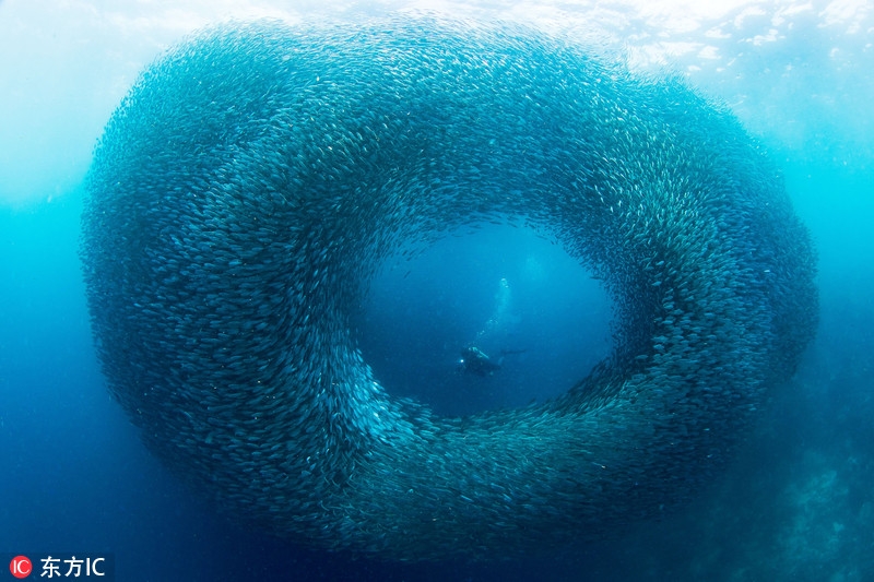 潛水途中偶遇到沙丁魚“軍團”